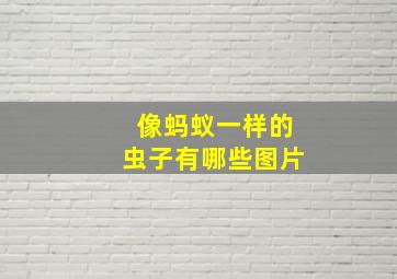 像蚂蚁一样的虫子有哪些图片