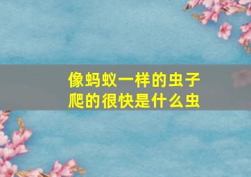 像蚂蚁一样的虫子爬的很快是什么虫