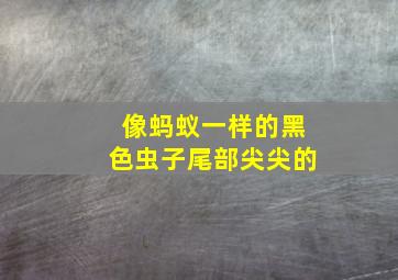 像蚂蚁一样的黑色虫子尾部尖尖的