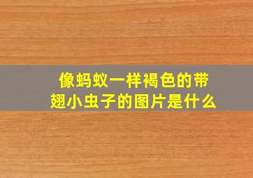 像蚂蚁一样褐色的带翅小虫子的图片是什么