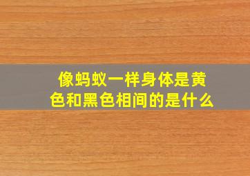 像蚂蚁一样身体是黄色和黑色相间的是什么