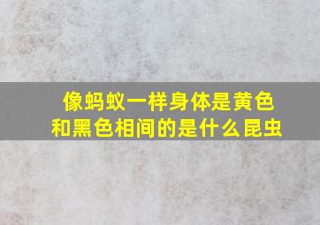 像蚂蚁一样身体是黄色和黑色相间的是什么昆虫