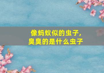 像蚂蚁似的虫子,臭臭的是什么虫子