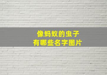 像蚂蚁的虫子有哪些名字图片