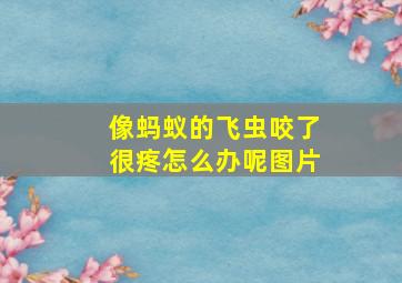 像蚂蚁的飞虫咬了很疼怎么办呢图片