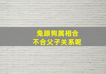 兔跟狗属相合不合父子关系呢