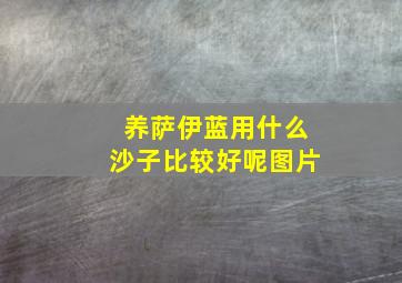 养萨伊蓝用什么沙子比较好呢图片