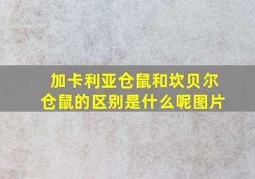 加卡利亚仓鼠和坎贝尔仓鼠的区别是什么呢图片