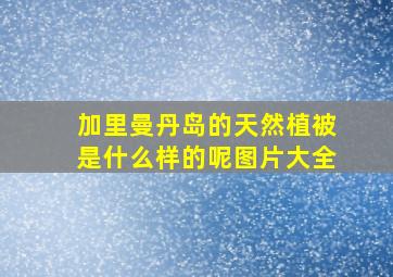 加里曼丹岛的天然植被是什么样的呢图片大全