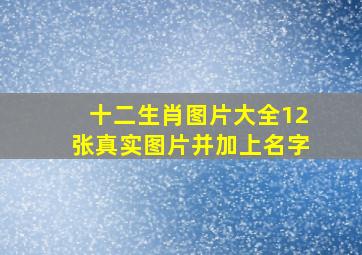 十二生肖图片大全12张真实图片并加上名字