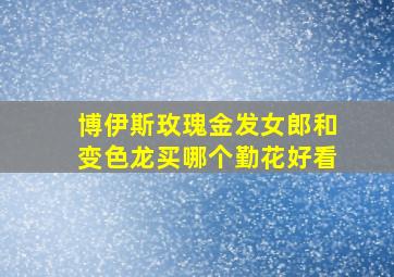 博伊斯玫瑰金发女郎和变色龙买哪个勤花好看