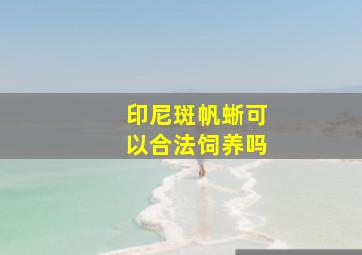 印尼斑帆蜥可以合法饲养吗