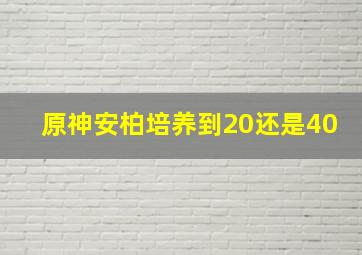 原神安柏培养到20还是40