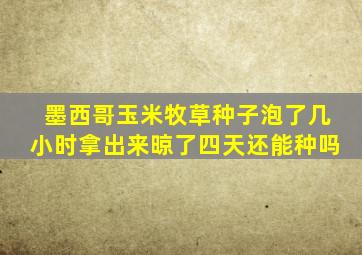 墨西哥玉米牧草种子泡了几小时拿出来晾了四天还能种吗