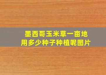 墨西哥玉米草一亩地用多少种子种植呢图片