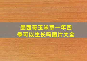 墨西哥玉米草一年四季可以生长吗图片大全