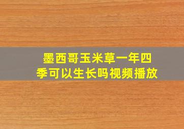 墨西哥玉米草一年四季可以生长吗视频播放