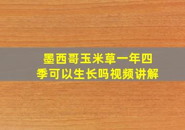 墨西哥玉米草一年四季可以生长吗视频讲解