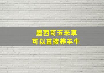 墨西哥玉米草可以直接养羊牛