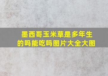 墨西哥玉米草是多年生的吗能吃吗图片大全大图