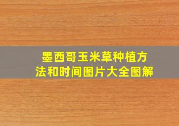 墨西哥玉米草种植方法和时间图片大全图解