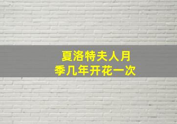 夏洛特夫人月季几年开花一次