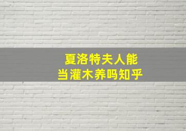 夏洛特夫人能当灌木养吗知乎