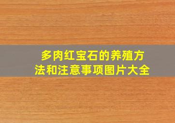 多肉红宝石的养殖方法和注意事项图片大全