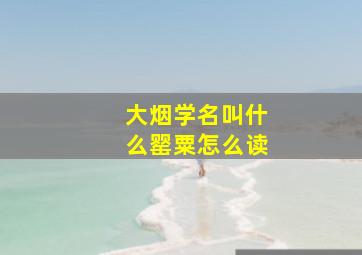 大烟学名叫什么罂粟怎么读