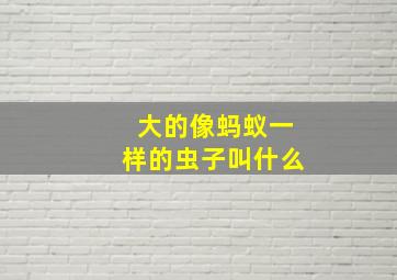 大的像蚂蚁一样的虫子叫什么