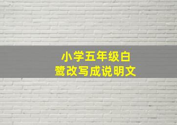 小学五年级白鹭改写成说明文