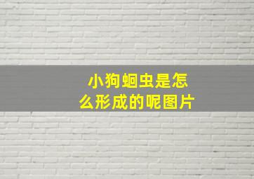 小狗蛔虫是怎么形成的呢图片