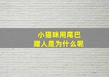 小猫咪用尾巴蹭人是为什么呢