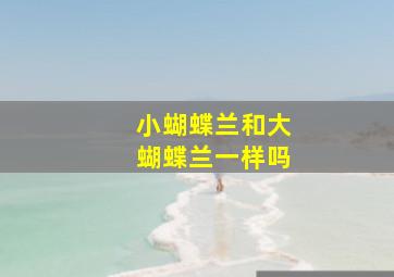 小蝴蝶兰和大蝴蝶兰一样吗