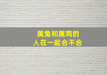 属兔和属鸡的人在一起合不合