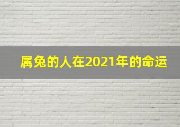 属兔的人在2021年的命运