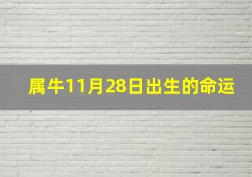 属牛11月28日出生的命运