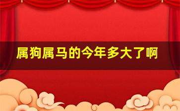 属狗属马的今年多大了啊