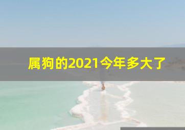 属狗的2021今年多大了