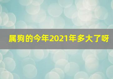 属狗的今年2021年多大了呀