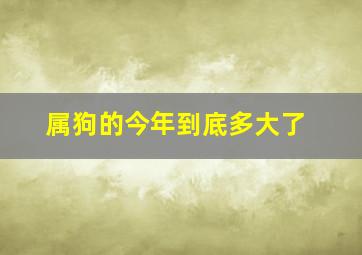 属狗的今年到底多大了