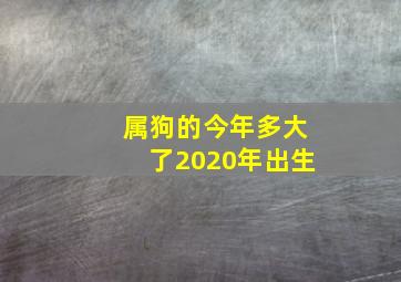 属狗的今年多大了2020年出生