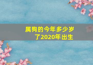 属狗的今年多少岁了2020年出生