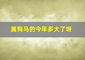 属狗马的今年多大了呀