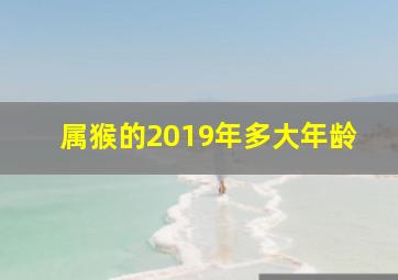 属猴的2019年多大年龄