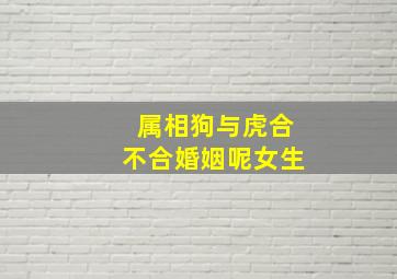 属相狗与虎合不合婚姻呢女生