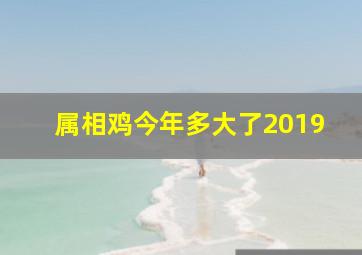 属相鸡今年多大了2019