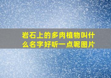 岩石上的多肉植物叫什么名字好听一点呢图片