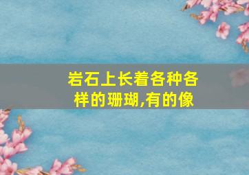 岩石上长着各种各样的珊瑚,有的像