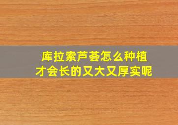 库拉索芦荟怎么种植才会长的又大又厚实呢